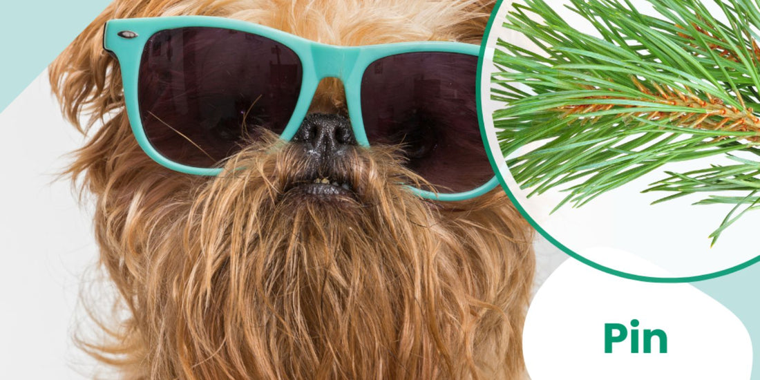 arthrose chien naturellement