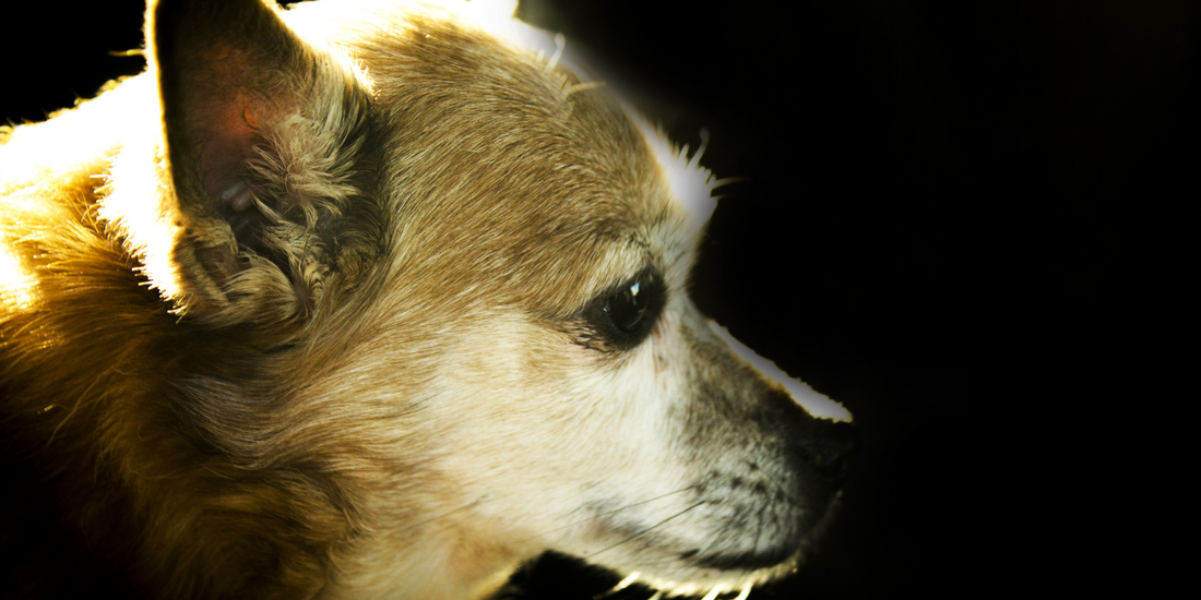 Crises d'épilepsie chez le chien et le chat: Symptômes, causes et mesures à prendre