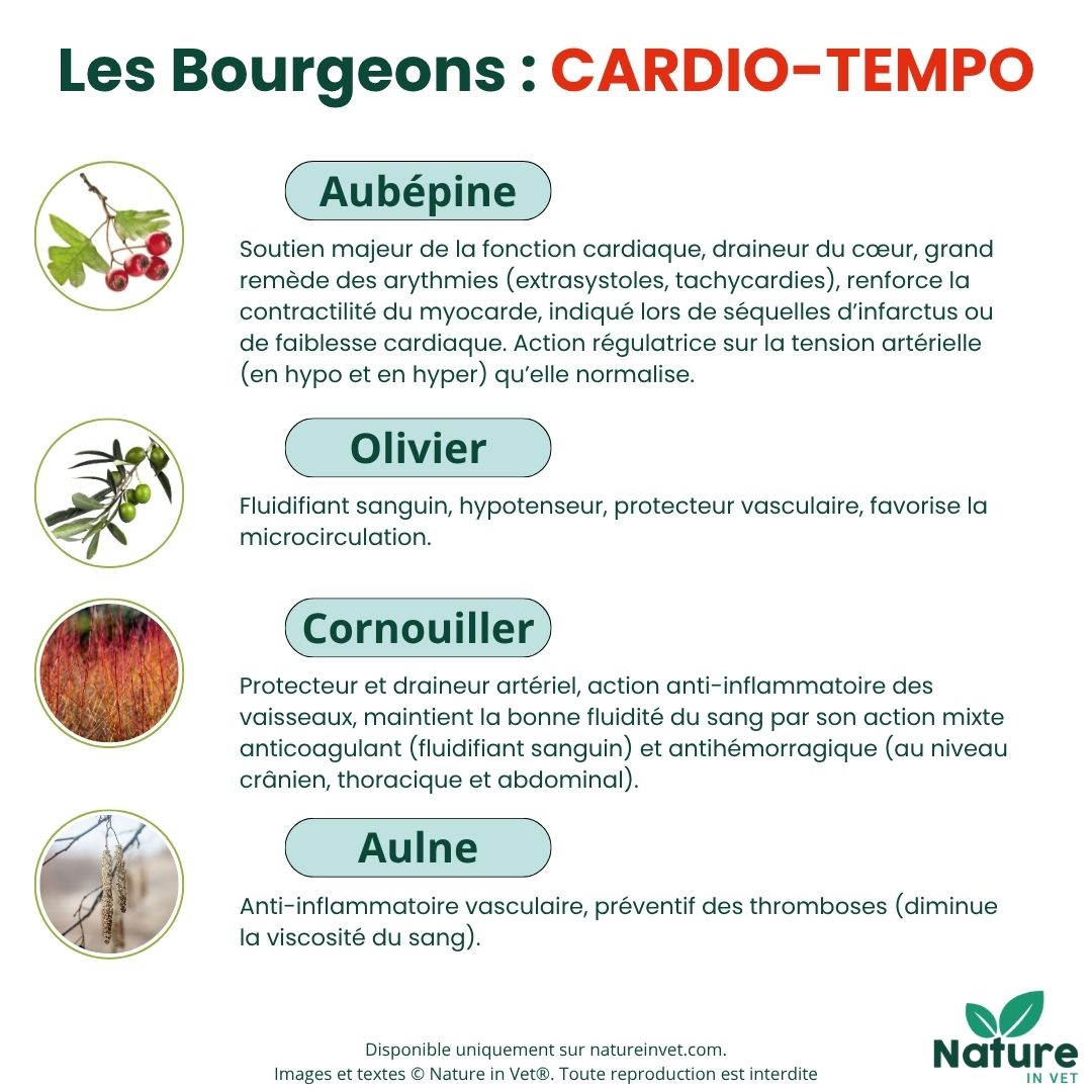 bourgeon-aubépine-coeur-chien-chat