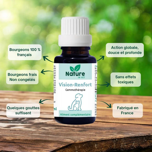 cataracte-chien-traitement