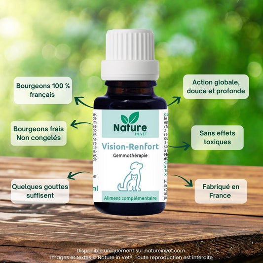 cataracte-chien-traitement