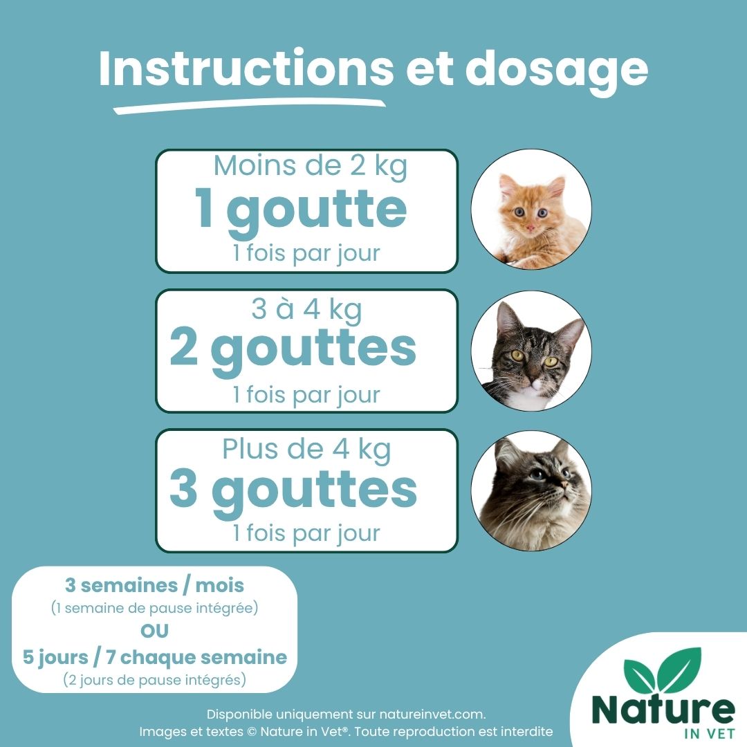 chat-aveugle-que-faire