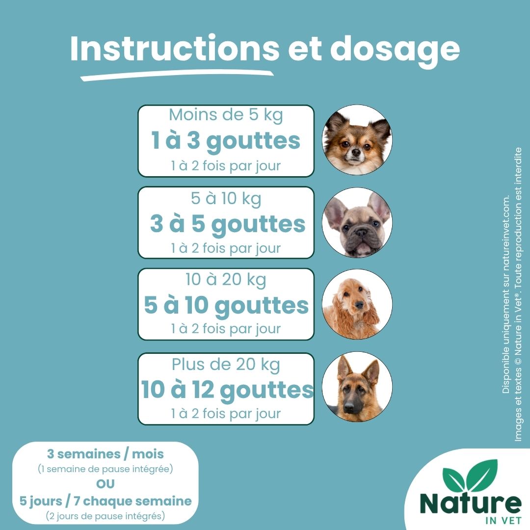 chien-aveugle-que-faire