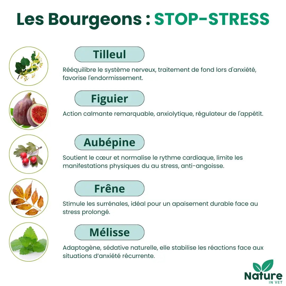 gemmotherapie-bourgeon-tilleul-chien-chat