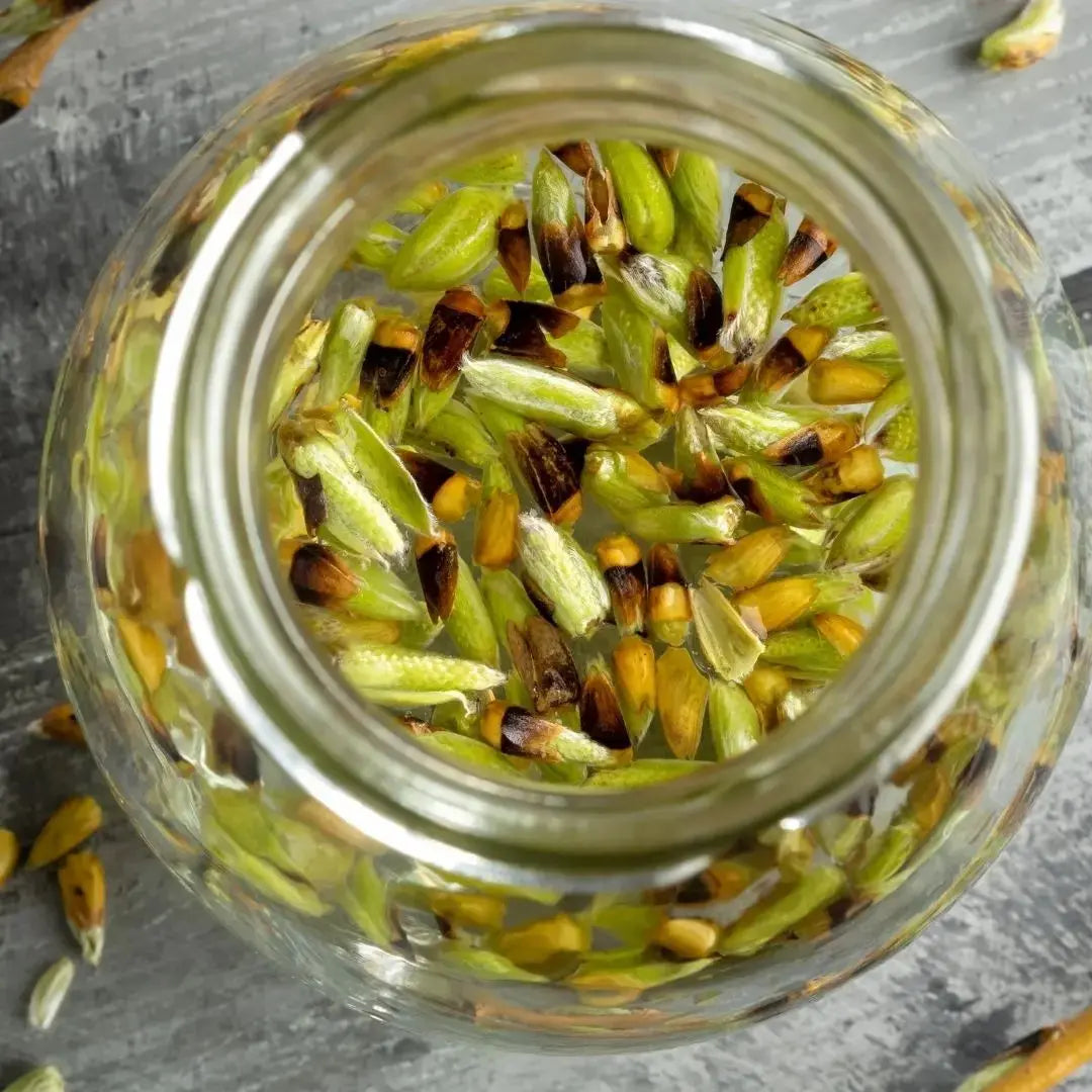 gemmotherapie-pour-animaux