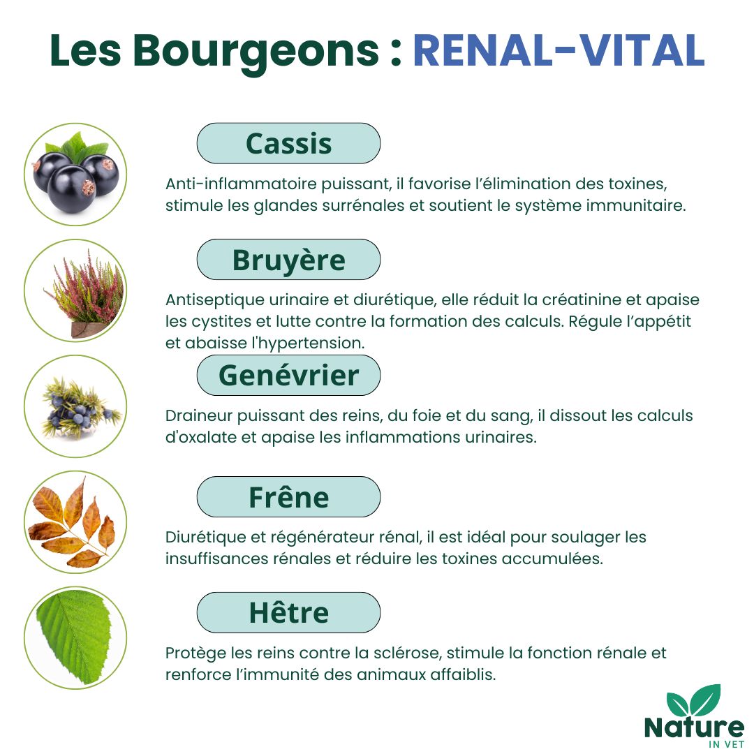 gemmotherapie bourgeon cassis chien chat