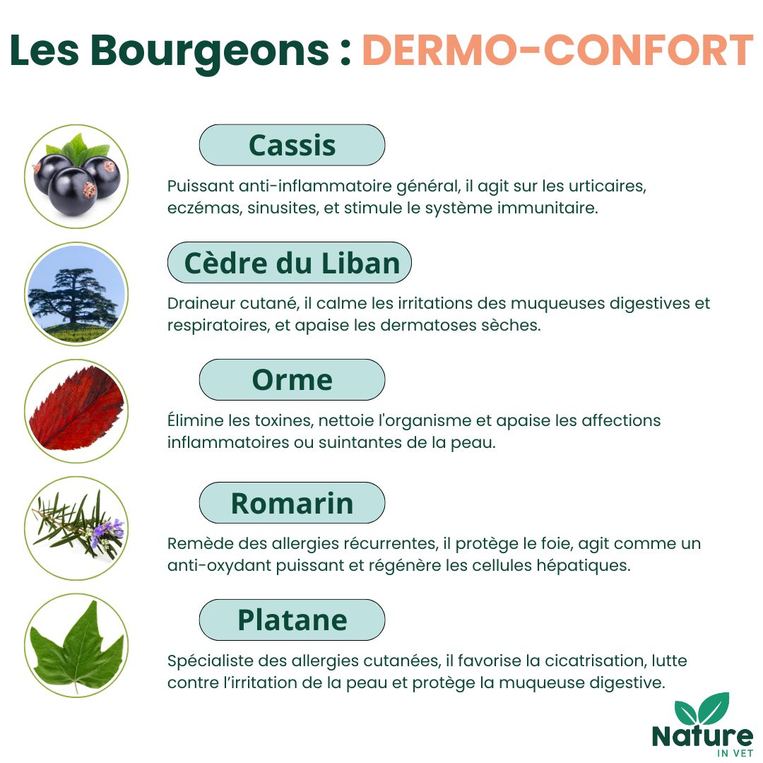 gemmotherapie bourgeon platane chien chat