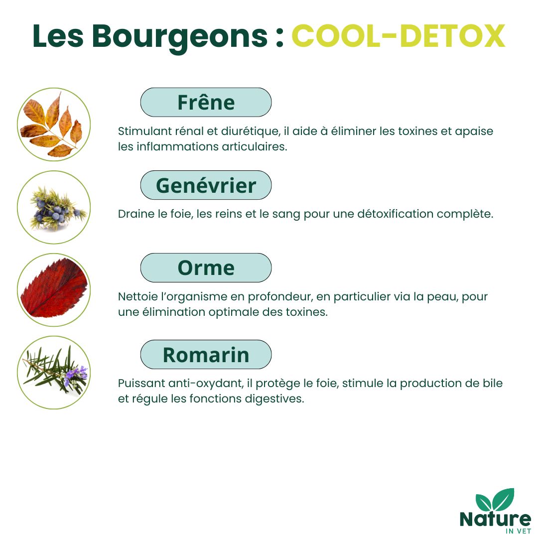 gemmotherapie bourgeon romarin chien chat