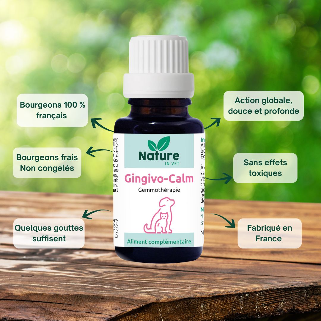 gingivite chat phytotherapie