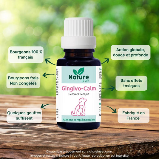 gingivo-calm-traitement