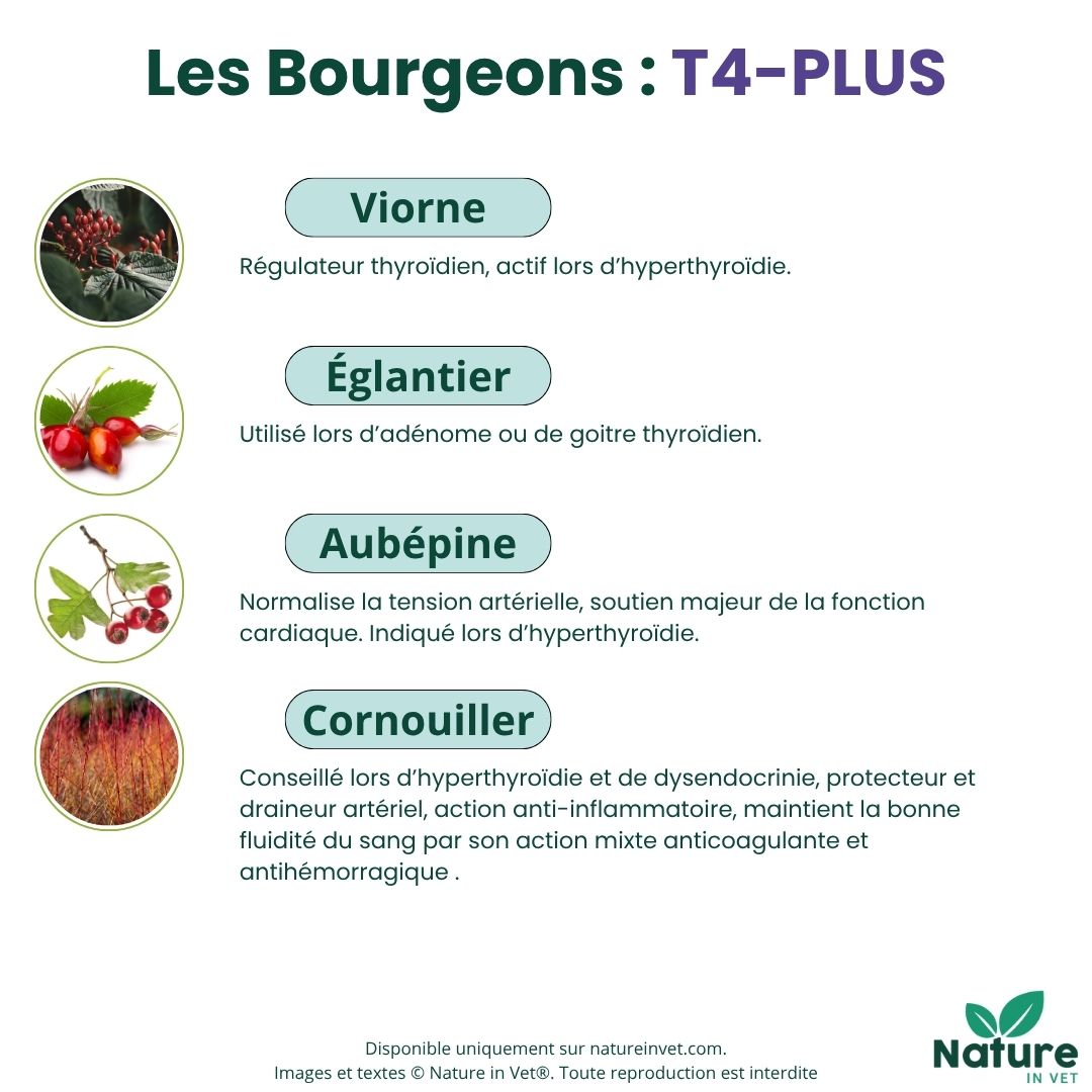 hyperthyroidie-chat-bourgeon-viorne