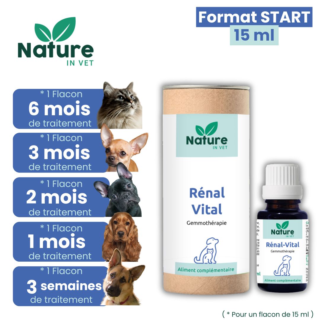 infection urinaire chat