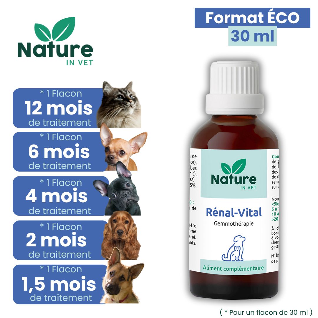 infection urinaire chien