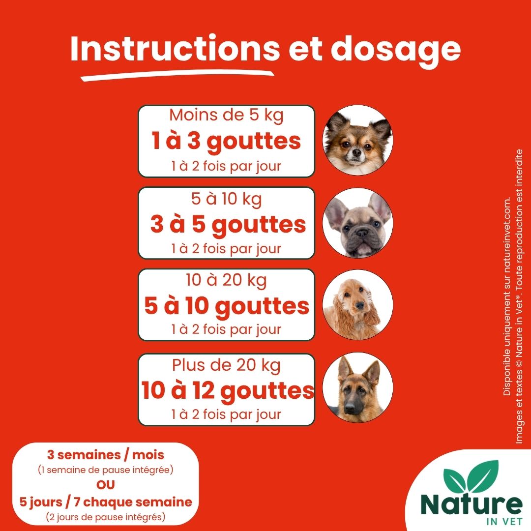 insuffisance-cardiaque-chien-espérance-de-vie