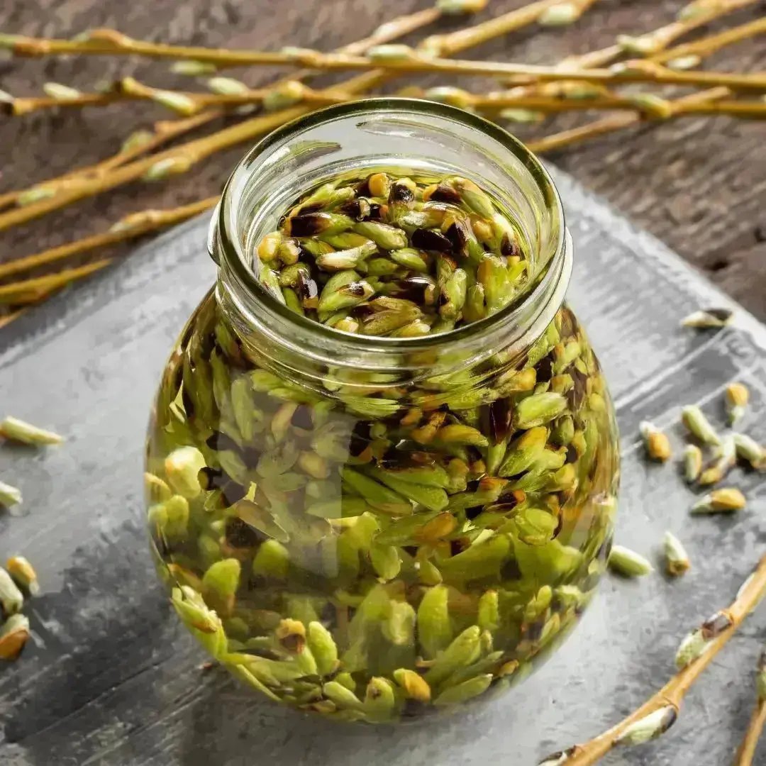 maceration-de-bourgeons-gemmotherapie-pour-animaux