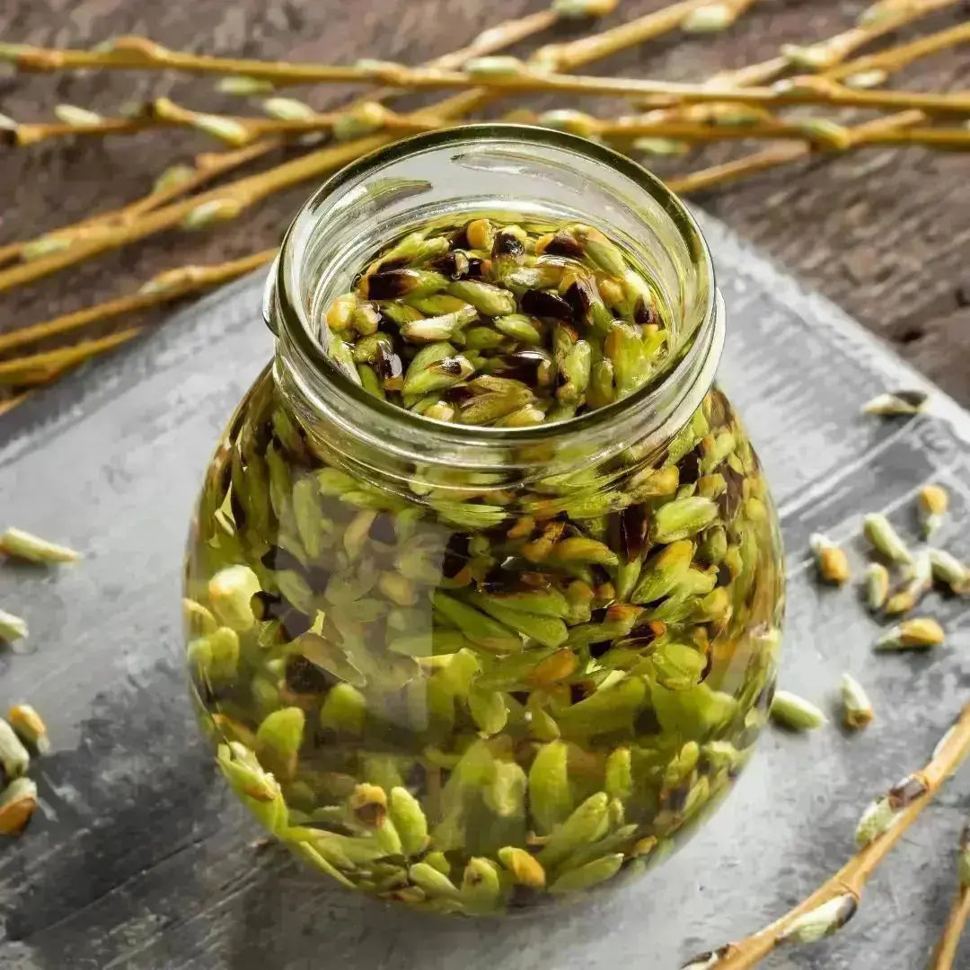 Macérat de bourgeons utilisé en phytothérapie pour stress chien chat