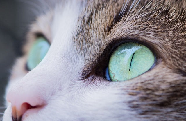 naturopathie veterinaire