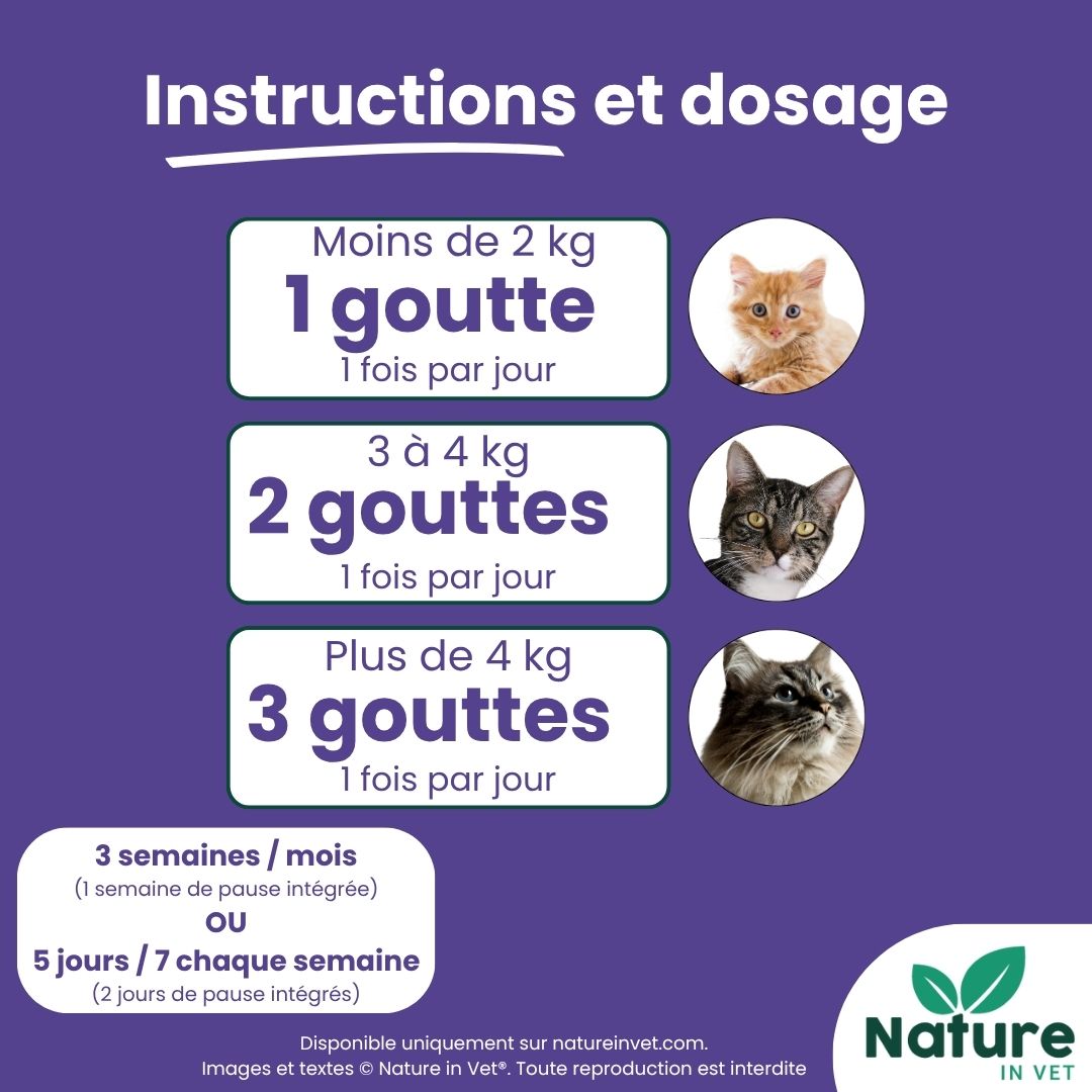 quelle-esperance-de-vie-pour-un-chat-hyperthyroidien