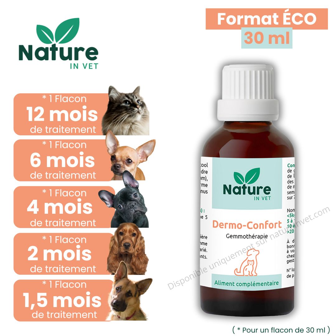 remede-grand-mere-chien-gratte