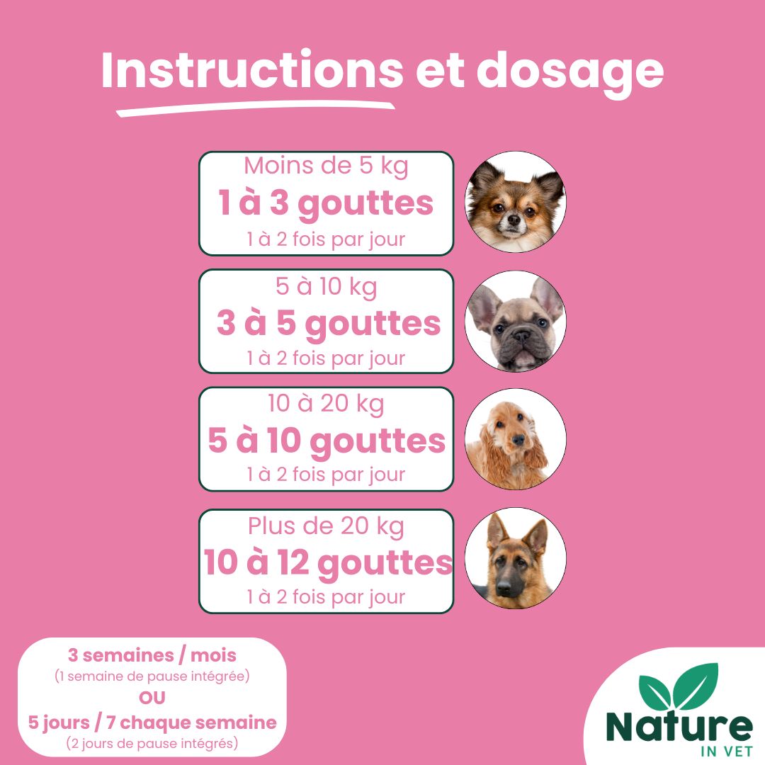 soulager gingivite chronique chat naturellement