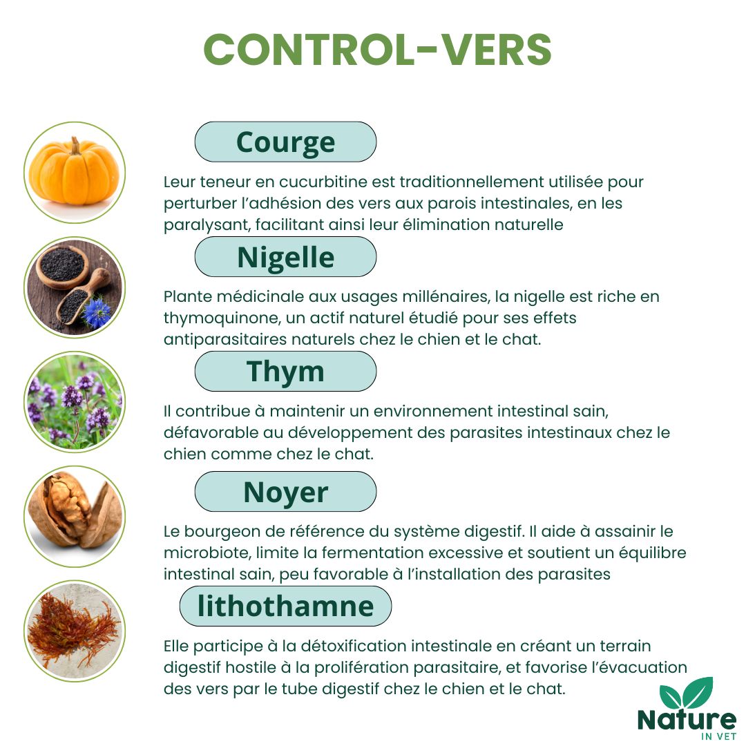 vermifuge naturel chien ail