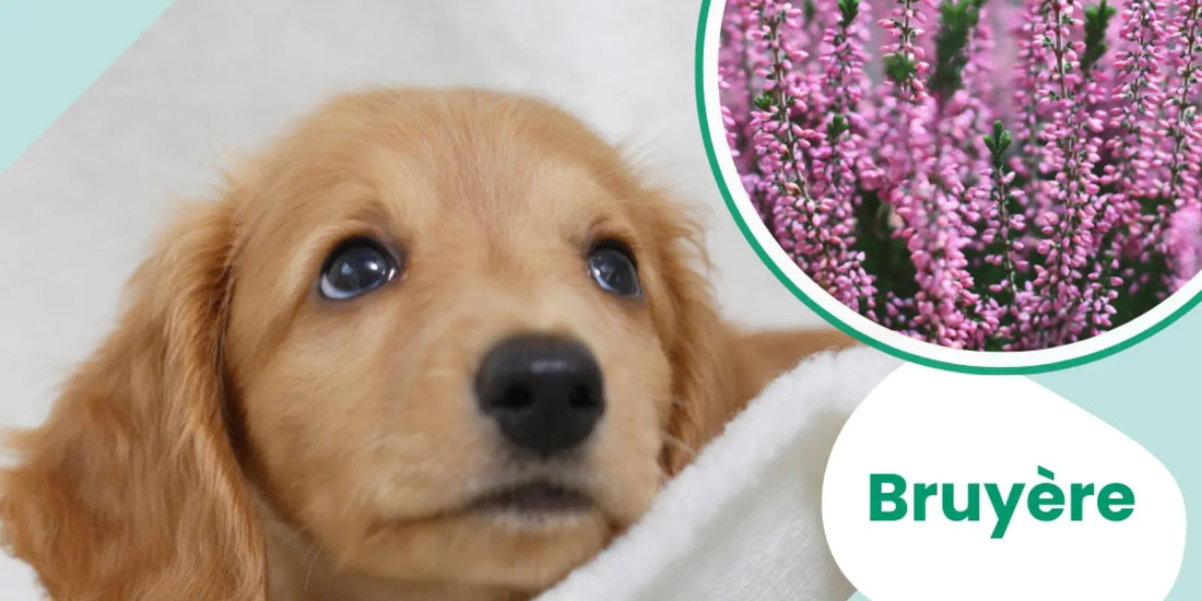 🌿 Bruyère : Santé Rénale du Chien & du Chat