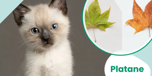 🌿 Bourgeon Platane :  Démangeaisons des chiens et des chats  💚