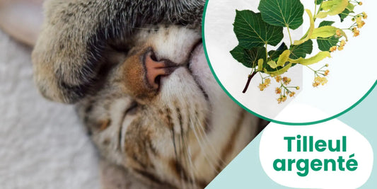 🌿 Bourgeon de Tilleul : Solution Naturel contre le Stress du chien et du chat