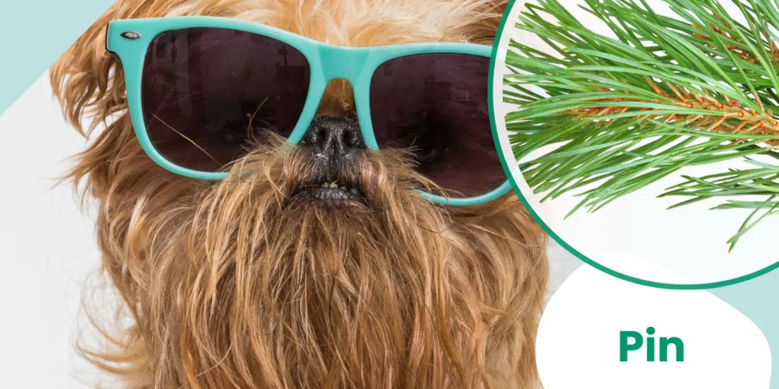 arthrose chien naturellement