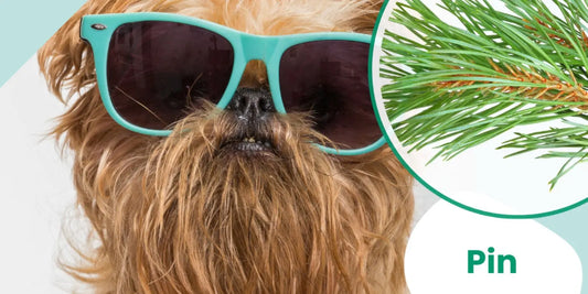 arthrose chien naturellement