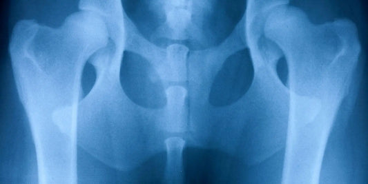 bourgeon cassis chien chat 