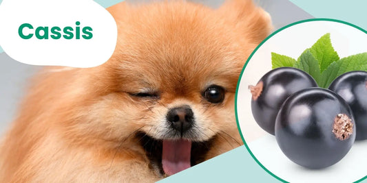 Bourgeon de cassis : anti-inflammatoire naturel chien