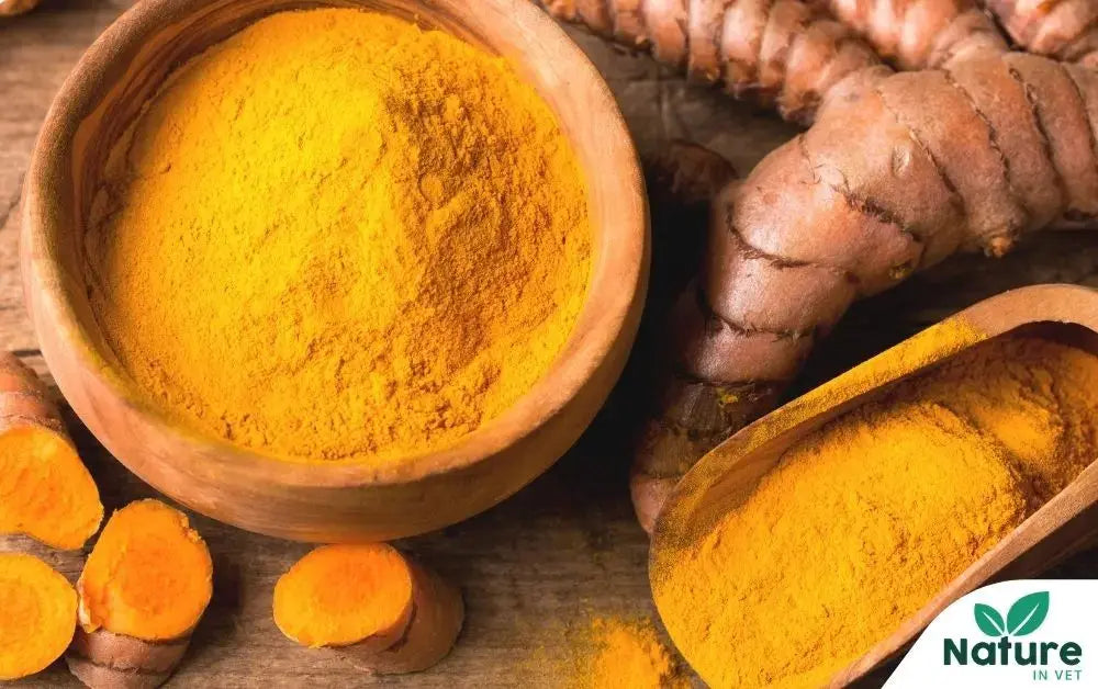 Curcuma chien et arthrose Nature In Vet