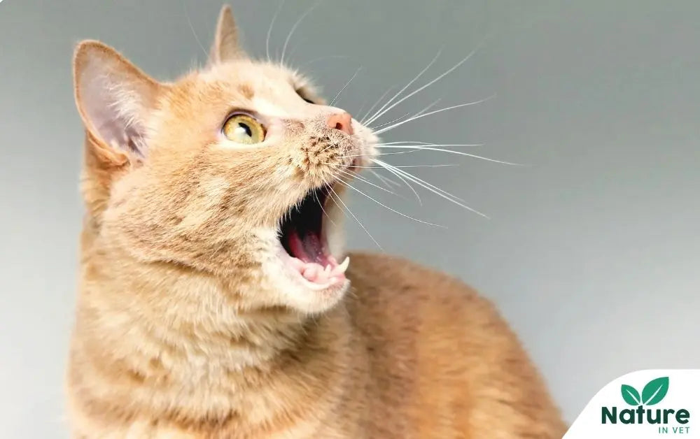 Mauvaise haleine chat : ce que l'odeur révèle sur la santé de votre félin Nature In Vet