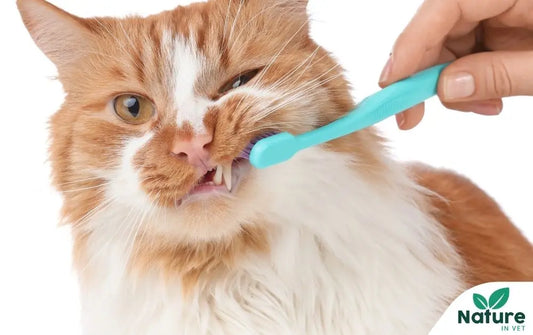 Détartrage chat : ce que votre vétérinaire découvre sous anesthésie (et que vous ne pouvez pas voir) Nature In Vet