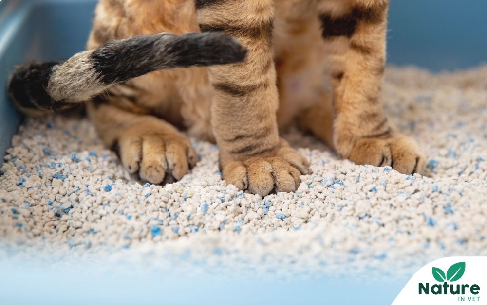 Cystite chez le chat stressé : comprendre pourquoi, et savoir quoi faire