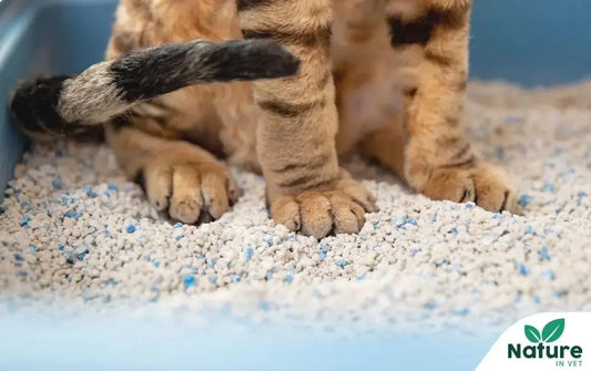 Cystite chez le chat stressé : comprendre pourquoi, et savoir quoi faire Nature In Vet