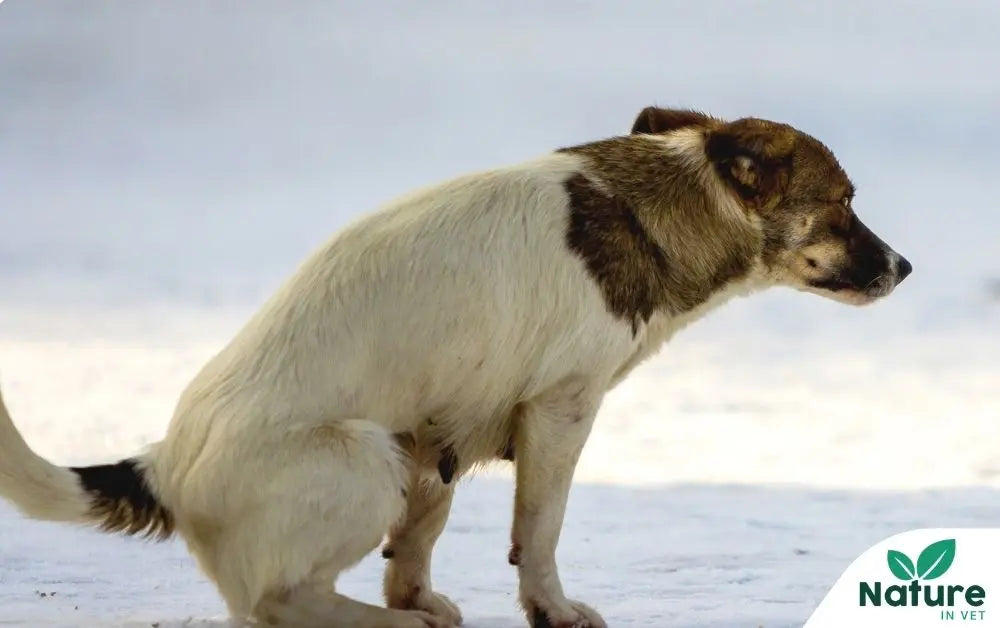 Chien sang dans les selles : causes, niveaux d'urgence et quoi faire ? Nature In Vet