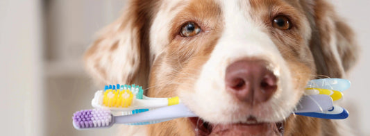 Ascophyllum nodosum pour chien 