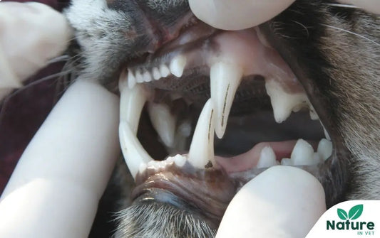 Anti-tartre chat naturel : le Top 3 des solutions vraiment efficaces Nature In Vet