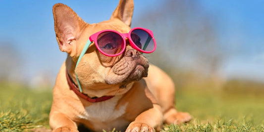 levure de bière chien 