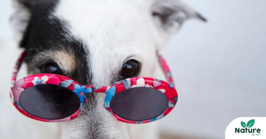 Cataracte chez le chien et le chat : comment la prévenir et la traiter naturellement ? Nature In Vet