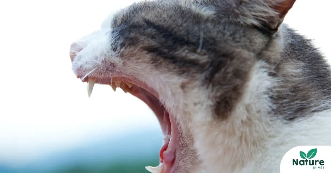 Gingivite chronique chat : traitements naturels efficaces