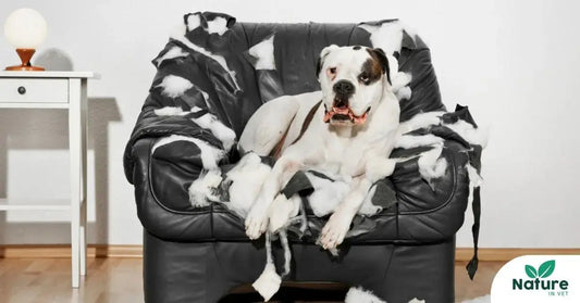 Anxiété de séparation chez le chien : que faire quand il ne supporte pas d’être seul ? Nature In Vet