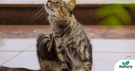 Chat qui se gratte : comment soulager naturellement les démangeaisons ?