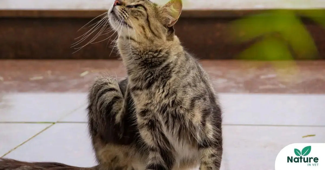 Chat qui se gratte : comment soulager naturellement les démangeaisons ? Nature In Vet
