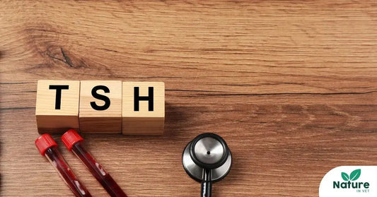 Hyperthyroïdie du chat : quelles solutions naturelles et alternatives pour aider votre félin ? Nature In Vet