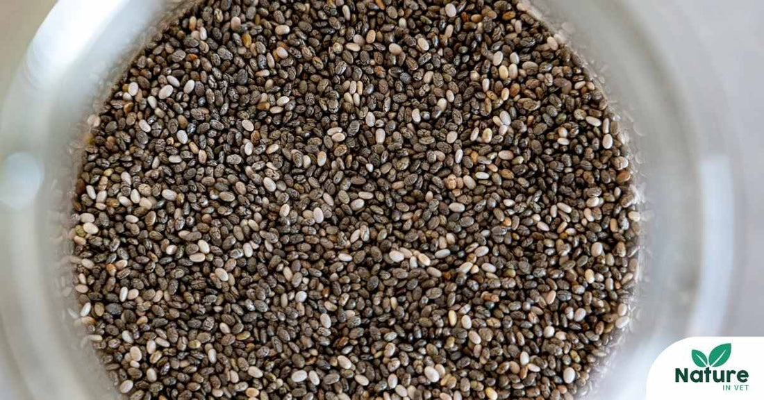 Graines de nigelle pour chien et chat : vermifuge naturel efficace ?