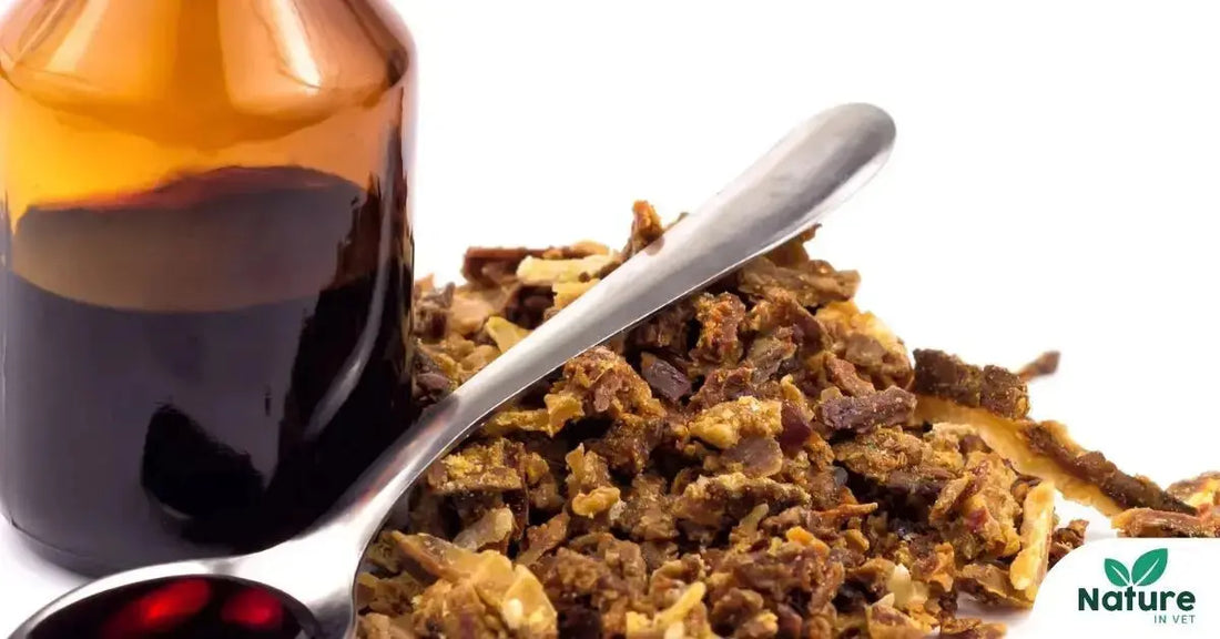 Propolis et gingivostomatite du chat : solution naturelle ? Nature In Vet
