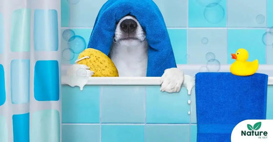 Chien atteint d’atopie avec démangeaisons et irritation cutanée